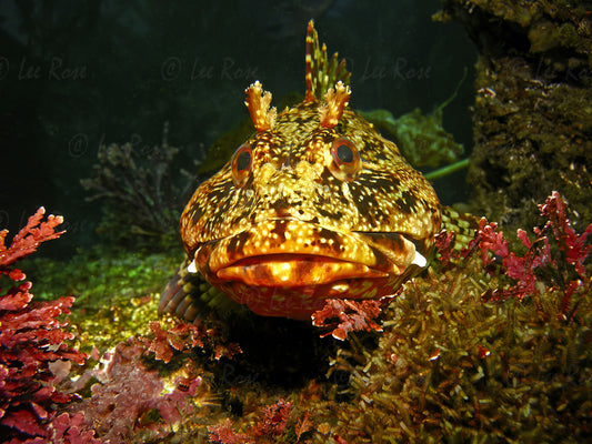 California Scorpionfish - Catalina Island