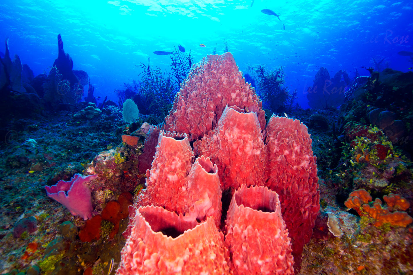 Coral Reef - Cayman Islands