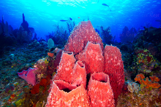 Coral Reef - Cayman Islands