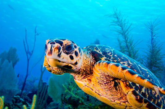 Hello Turtle Cayman Islands Lee Rose Photography