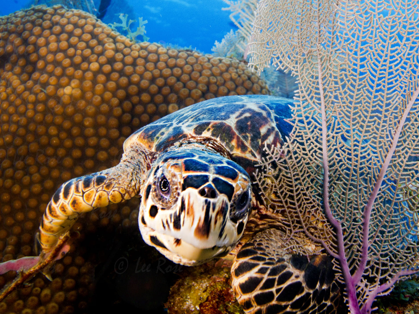 Hello Turtle 2 - Cayman Islands