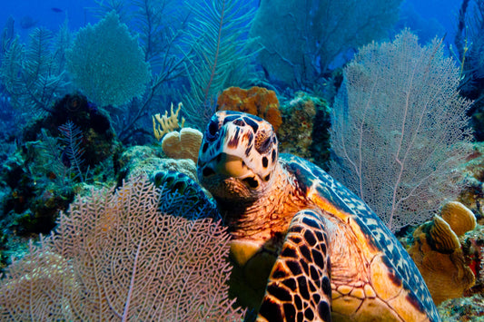 Hello Turtle 3 - Cayman Islands