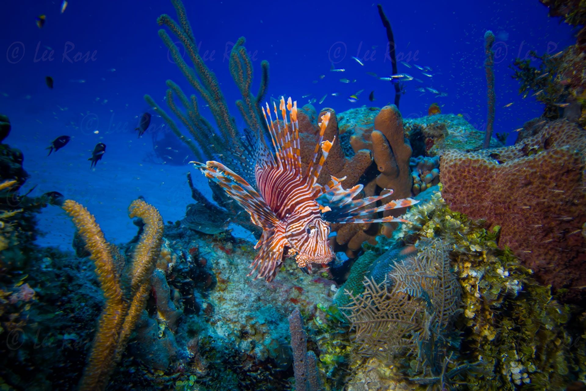 Lion Fish Belize Lee Rose Photography