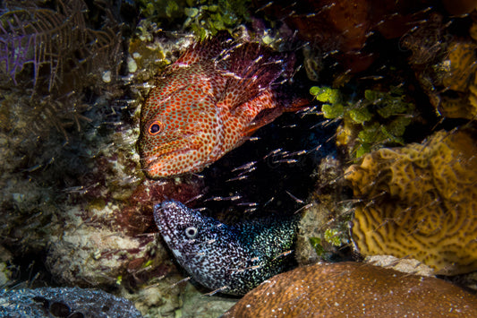 Moray and Grouper - Belize