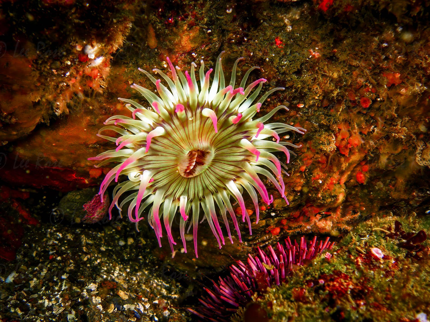 Pink and White Anemone