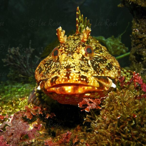 California Scorpionfish - Catalina Island