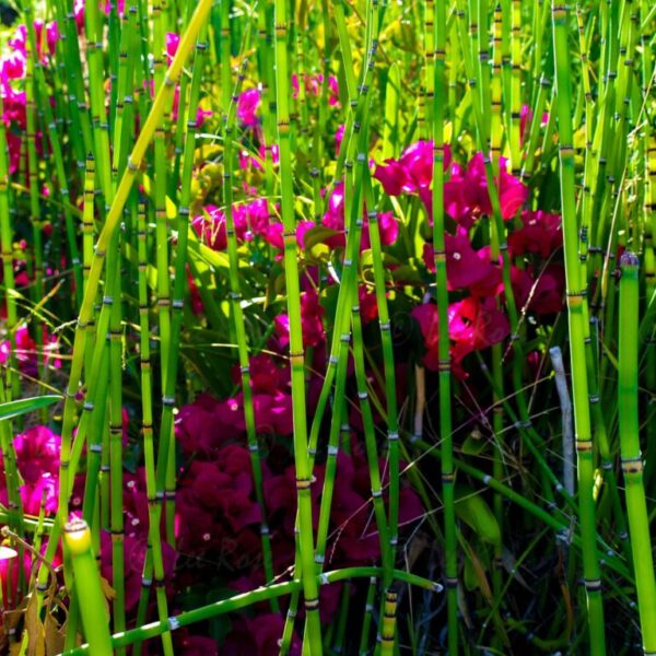 Japanese Horsetails and Flowers - Laguna Beach