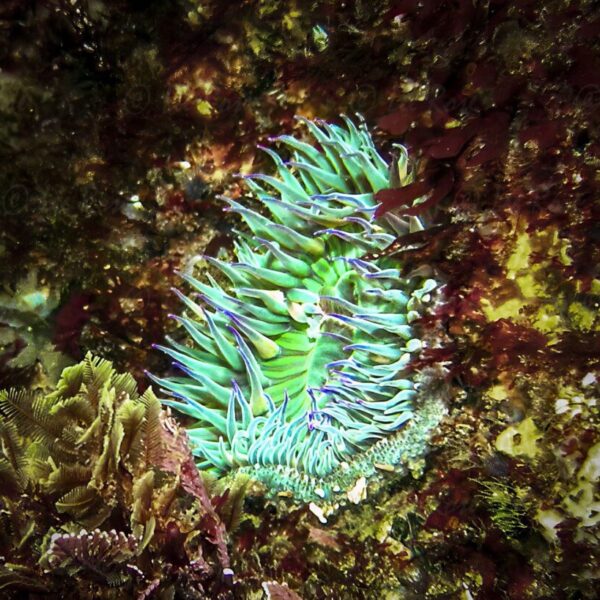 Green Anemone - Anacapa