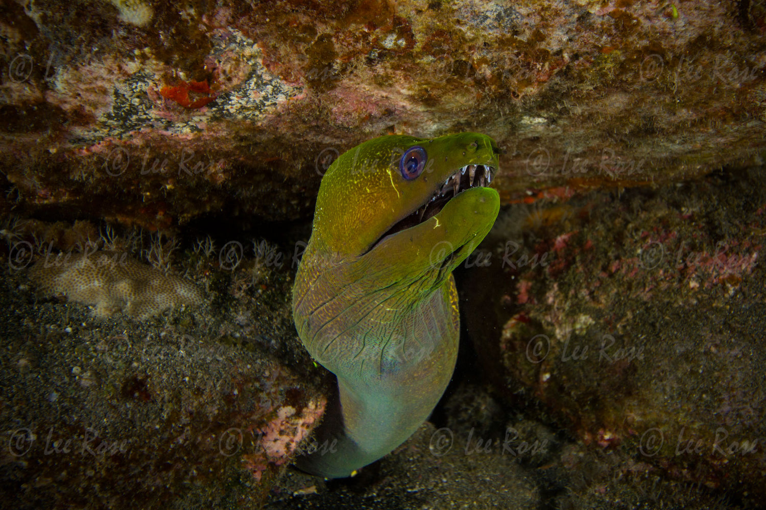 Moray