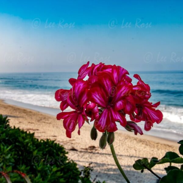 Lone Flower on the Ocean - Laguna Beach