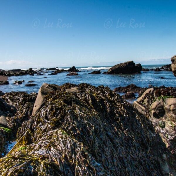 Low Tide - Laguna Beach