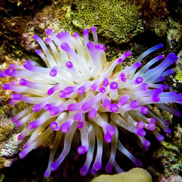 Lone Anemone - Cayman Islands