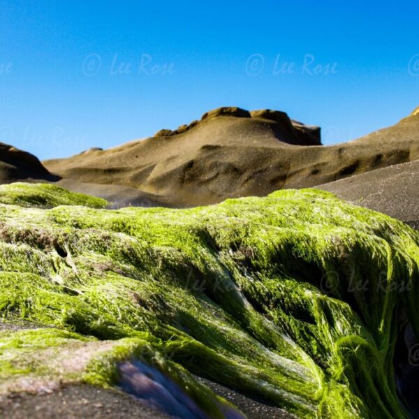 Moss on rocks - Laguna Beach