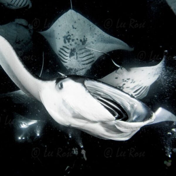 Night Manta Ballet - Kona