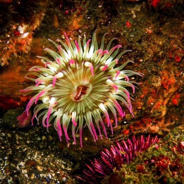 Pink & White Anemone - Santa Cruz