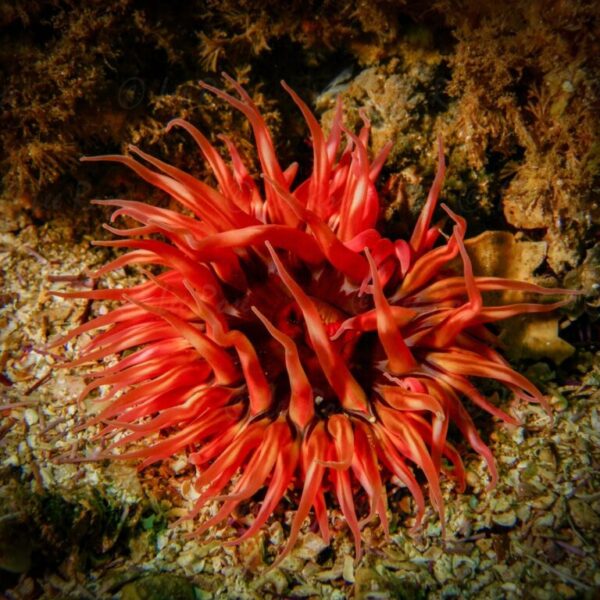 Red Anemone - Santa Cruz