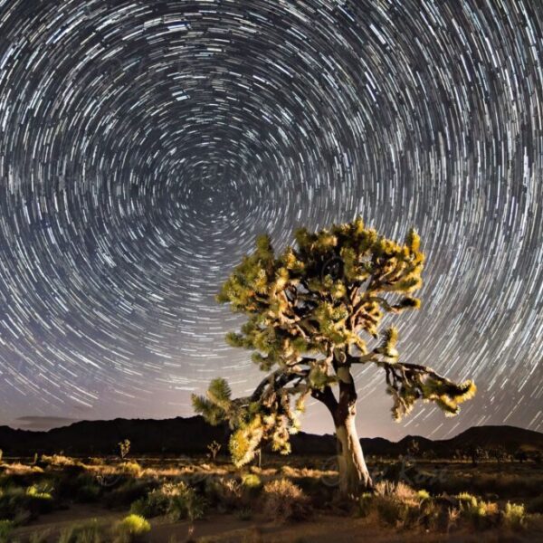 Star Trails - Joshua Tree