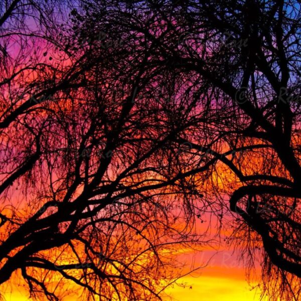 Winter Trees Sunset 2 - Lake Balboa