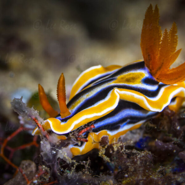 Chromodoris quadricolor Nudibranch - Anilao