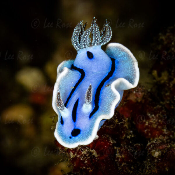 Chromodoris willani Nudibranch - Anilao