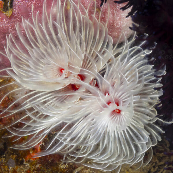 Fan Worm - Anilao