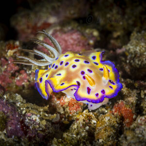 Goniobranchus kuniei