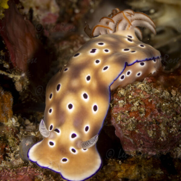 Hypselodoris tryoni Nudibranch - Anilao