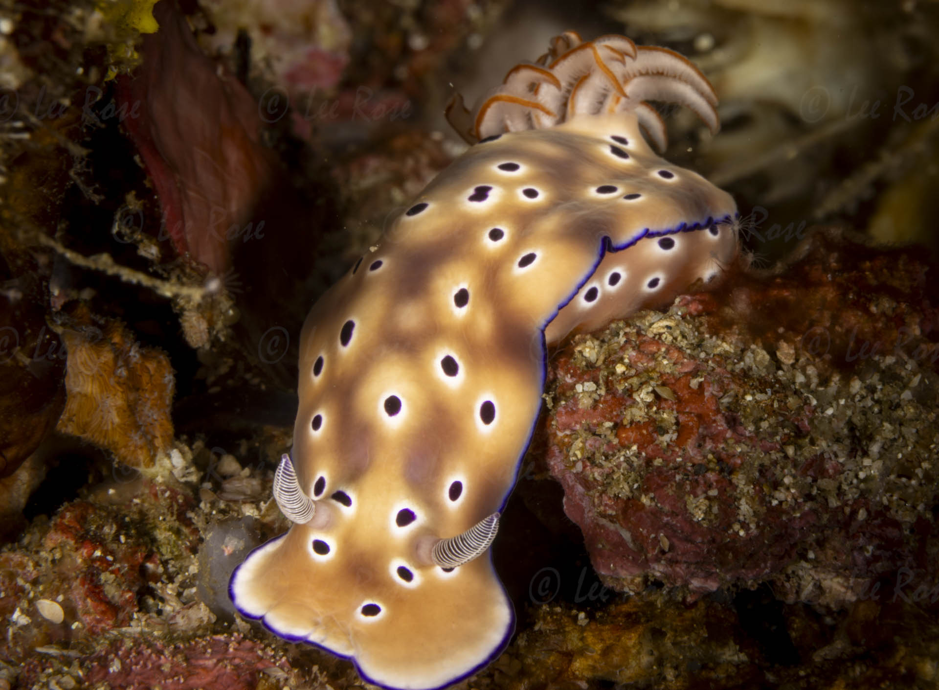 Hypselodoris tryoni nudibranch