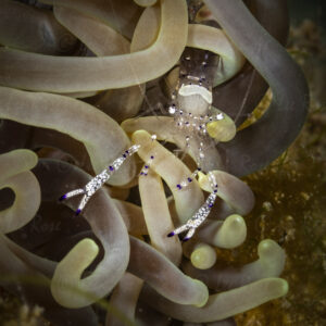 Peacock-tail anemone shrimp (Periclimenes brevicarpalis)