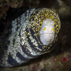 Snowflake Moray Eel - Anilao