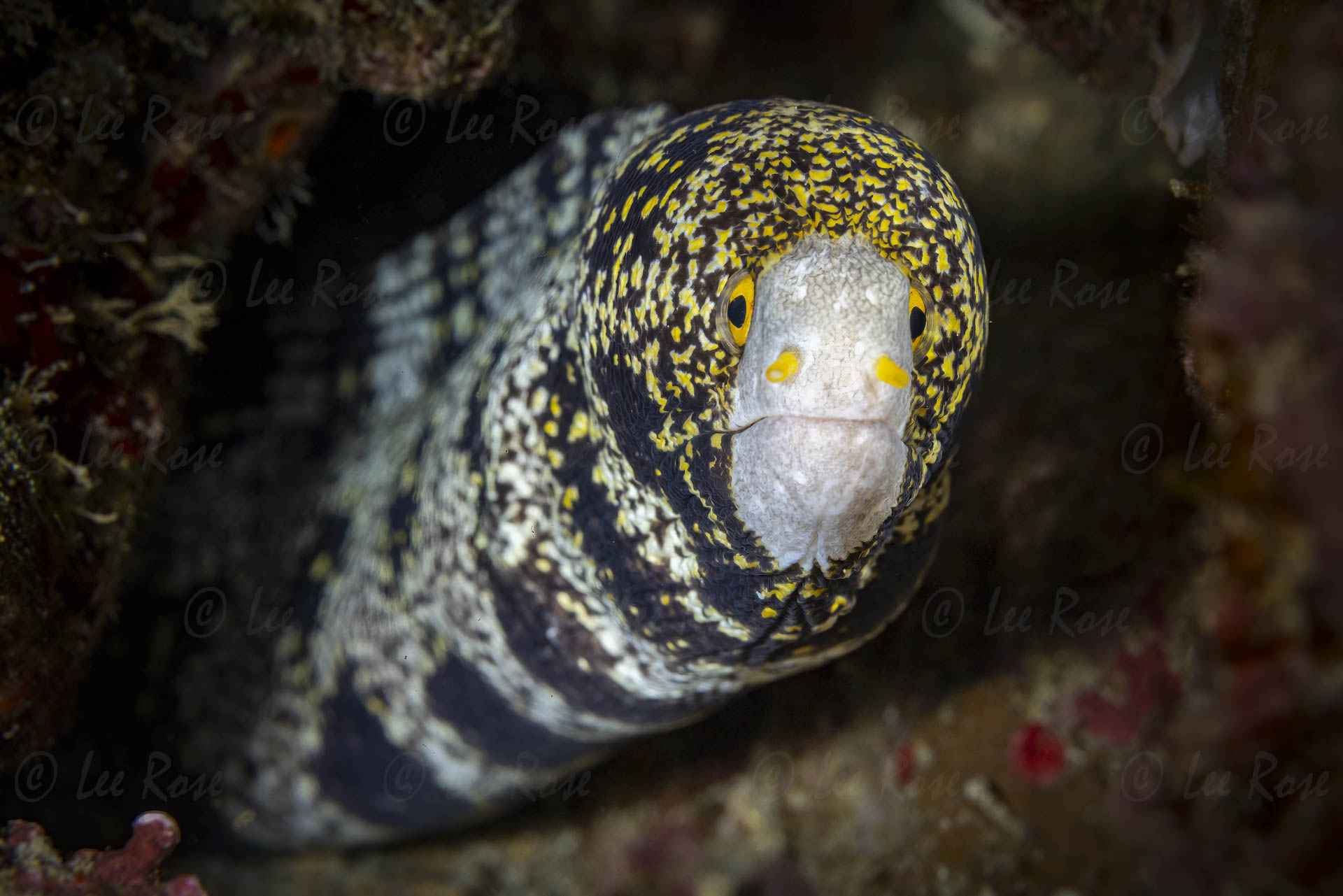 Snowflake Moray Eel - Anilao