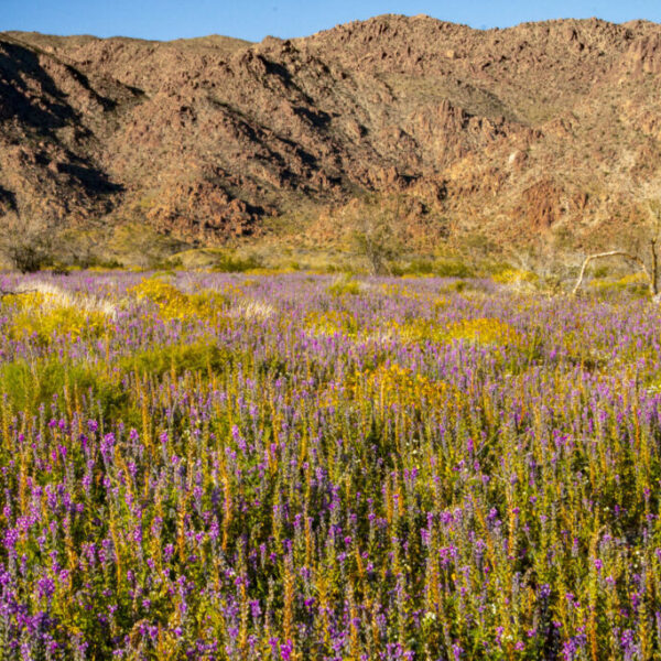 Super Bloom - Joshua Tree